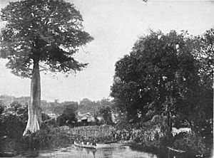 Archivo:Amaran, Benué River-1900