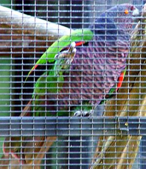 Archivo:Amazona imperialis -Roseau -Dominica -aviary-6a-3c