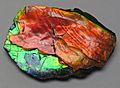 Ammolite from Placenticeras fossil ammonite, Alberta