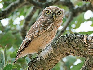 Archivo:Athene noctua - the little owl