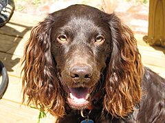 Boykin spaniel