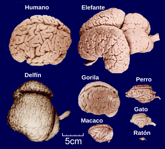 Brains-es.svg
