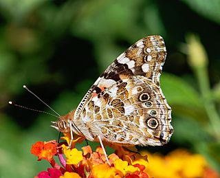 Archivo:Butterfly August 2008-3