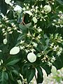 Calycophyllum candidissimum (Vahl.) DC.