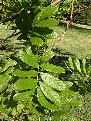 Archivo:Camboatá (Cupania vernalis)2