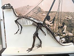 Archivo:Camptosaurus nanum - AMNH - DSC06302