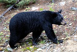 Archivo:Canadian Rockies - the bear at Lake Louise