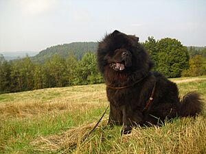 Archivo:Chow Chow im Harz