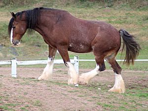 Archivo:Clydesdale horse by Bonnie Gruenberg