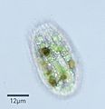 Coleps hirtus viridis