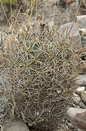 Archivo:Coryphantha vaupeliana1