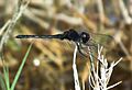 Diplacodes lefebvrii (Black Percher)