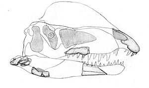 Archivo:Dracovenator2
