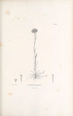 Elichrysum gnaphalioides.jpg