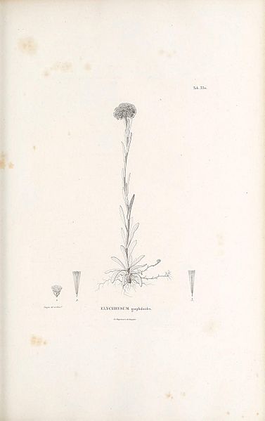 Elichrysum gnaphalioides