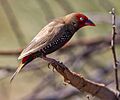 Emblema pictum -Karratha, Pilbara, Western Australia, Australia-8