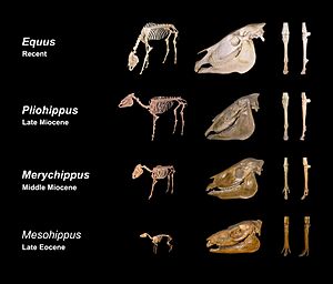 Archivo:Equine evolution