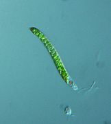 Euglena mutabilis - 400x - 1 (10388739803)