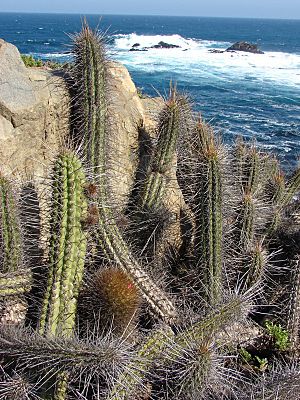 Archivo:Eulychnia castanea (1)