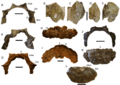 Euoplocephalus armour