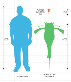 Archivo:Eurypterus size comparison
