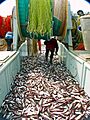 Fish0192 - Flickr - NOAA Photo Library