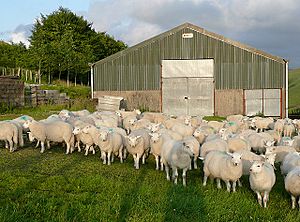 Archivo:Flock of sheep in Ceredigion