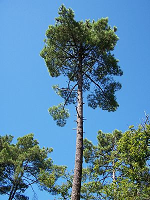 Archivo:Forêt de la Coubre 024