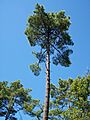 Forêt de la Coubre 024