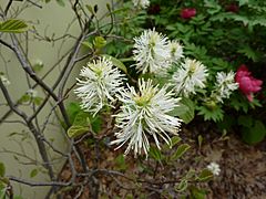 Archivo:Fothergilla gardenii (Kowal garden)