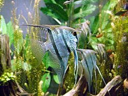 Archivo:Freshwater angelfish biodome