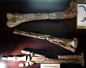 Archivo:Gallimimus bullatus leg bones