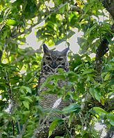 Great Horned Owl (Bubo virginianus) - 48526543802