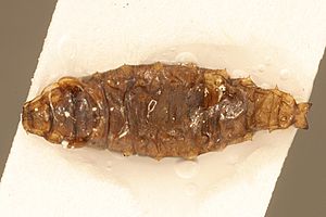 Archivo:Helaeomyia.petrolei.larva.-.sbmnh