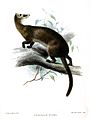 HemigaleHoseiSmit