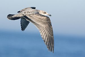 Archivo:Herring gull - natures pics