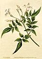 Jasminum officinale - Bot. Mag. 31, 1787