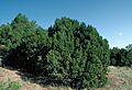 Juniperus monosperma UGA