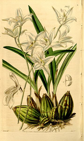 Laelia albida - Curtis' 68 (N.S. 15) pl. 3957 (1842)