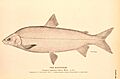 Lake whitefish engraving