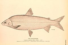 Lake whitefish engraving.jpg