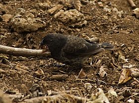 Large ground finch (4229040342).jpg