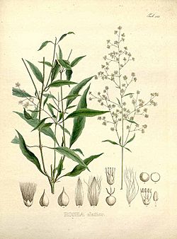 Mart. Iresine angustifolia.jpg