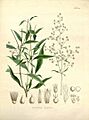 Mart. Iresine angustifolia