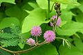 Mimosa pudica 2