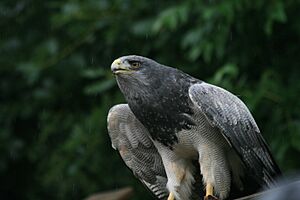 Archivo:Oiseau3