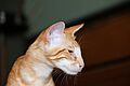 Oriental Longhair (Javanese, Mandarin), Red Classic Tabby
