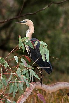 Pacific Heron.jpg