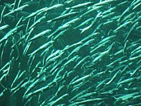 Archivo:Pacific sardine (Sardinops sagax) 01