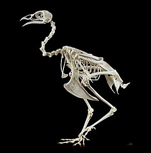 Archivo:Phasianus colchicus MHNT Skeleton